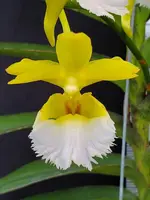 Aeridovanda Kasorn’s Orchid Tactic