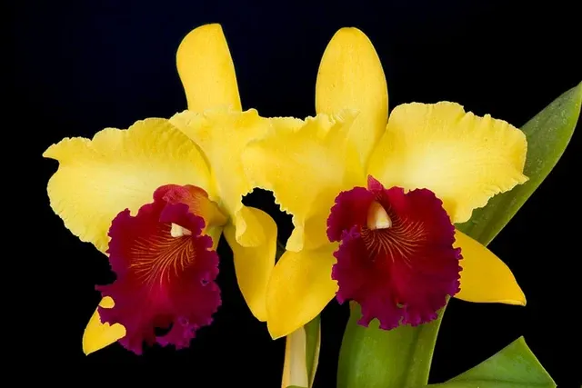 Rhyncholaeliocattleya Alma Kee 'Tipmalee' (Rhyncholaeliocattleya)