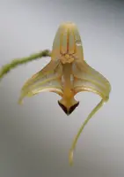 Porroglossum muscosum
