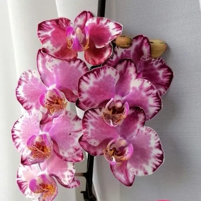 Phalaenopsis Cappuccino