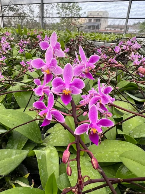 Phalaenopsis equestris