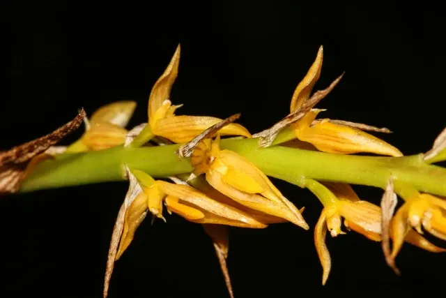 Bulbophyllum rufinum (Bulbophyllum)