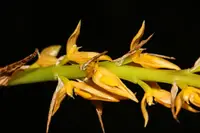 Bulbophyllum rufinum