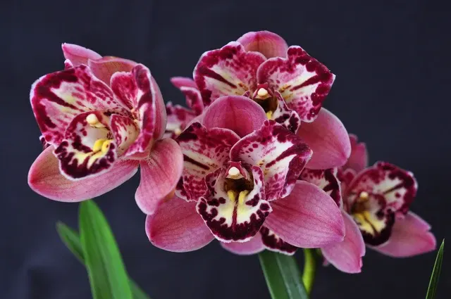 Cymbidium Pepper Fiesta' – Petal Peloric 'S Fire' (Cymbidium)