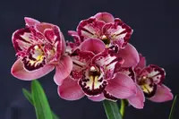 Cymbidium Pepper's Fire 'Fiesta' – Petal Peloric