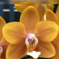Phal. Long Pride Renee 'MP2723', Mericlone, Mature Size, Fragrant, FREE Shipping