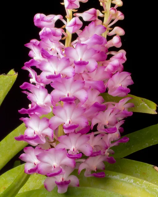 Rhynchostylis coelestis 'Pink' (Rhynchostylis)