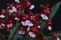 Oncidium Sharry Baby 'Sweet Fragrance' AM/AOS – Chocolate Fragrant!