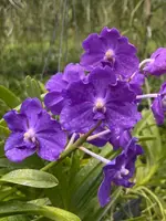 Vanda Aurora Pacheco