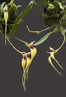 Bulbophyllum fascinator semi alba