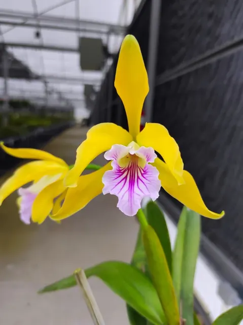 Cattleya Ethel Lewis (Cattleya)