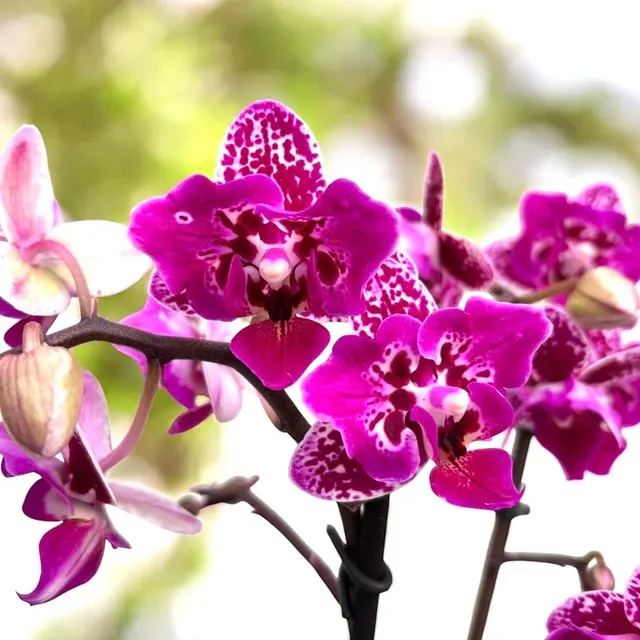 Phalaenopsis Chia E Yenlin - Flori Pelorice Butterfly