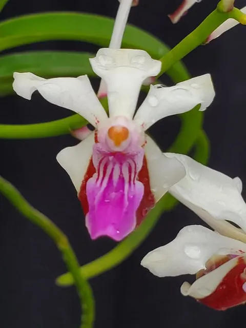 Vanda lamellata (Vanda)