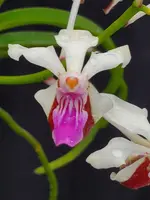 Vanda lamellata