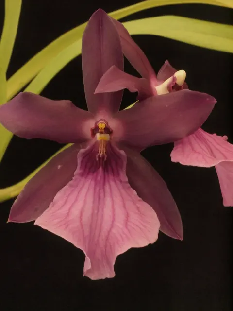 Miltonia spectabilis var. morelliana (Miltonia)