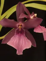 Miltonia spectabilis var. morelliana