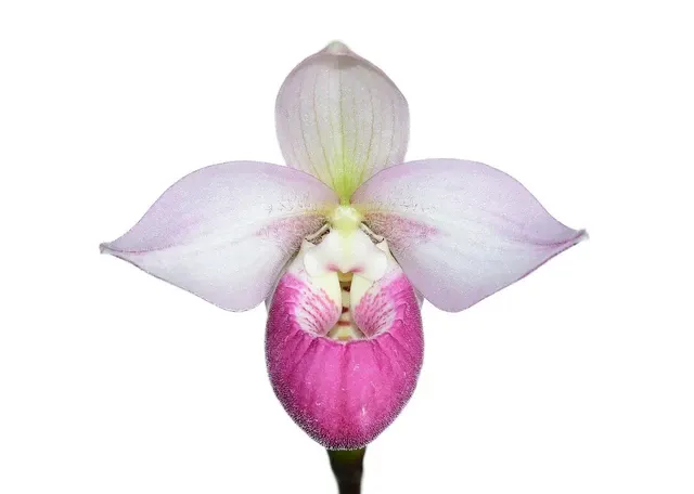 Phragmipedium Cardinale (Phragmipedium)