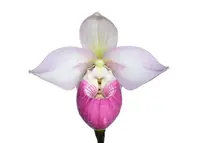 Phragmipedium Cardinale