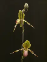 Paph. Vanguard (rothchildianum x glaucophyllum)