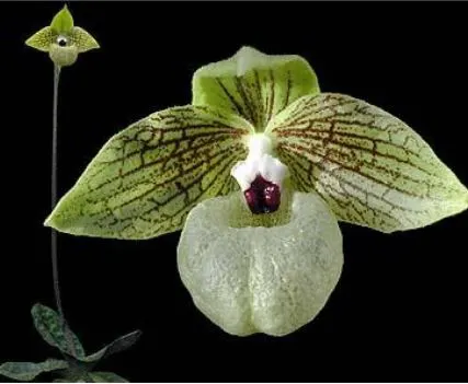 Paphiopedilum malipoense x sib (Paphiopedilum)