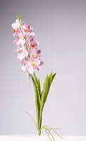 28.5" VANDA ORCHID PLANT - PK
