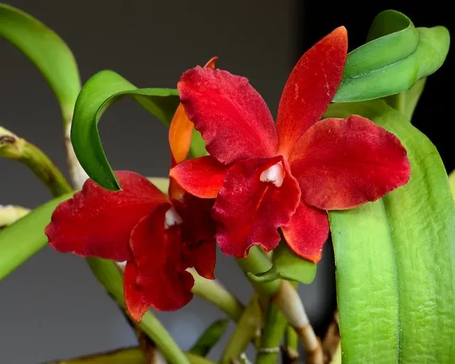 Sophrolaeliocattleya Rotunda Red