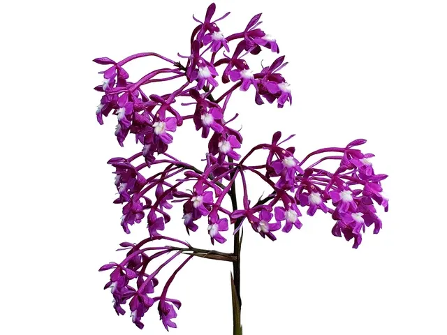 Epidendrum porphyreum (Epidendrum)