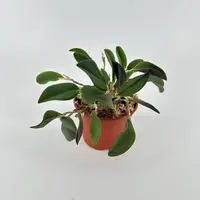 Restrepia contorta — Blühfähige Pflanze