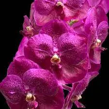 Vanda Dr. Anek V. Sirilak