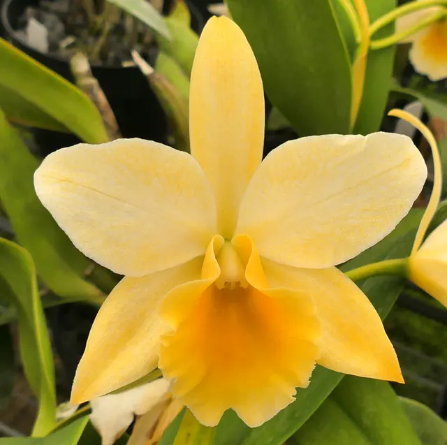 Brassolaeliocattleya Bit-of-Gold 'Halcyon' (Brassolaeliocattleya)