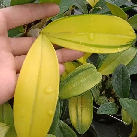 Dendrobium speciosum