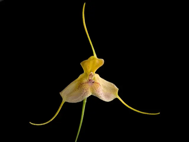 Masdevallia josei seem (Masdevallia)