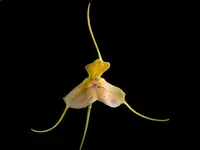 Masdevallia josei seem