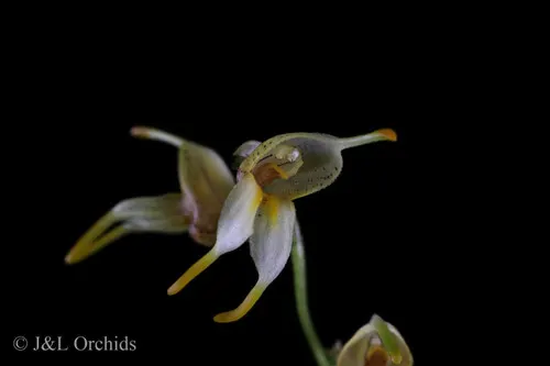 Masdevallia leptoura (Masdevallia)