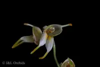 Masdevallia leptoura