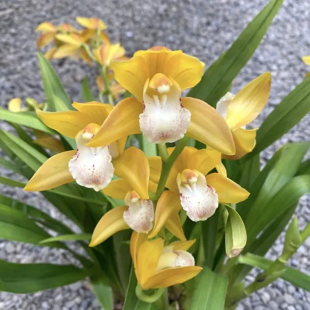 Cymbidium Gold Rush - Flori Parfumate
