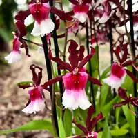 Miltonidium Bartley Star parfumat — fara flori (ghiveci 12 cm)