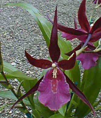 Miltassia ROYAL ROBE 'Diplomat'