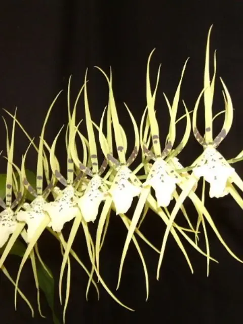 Brassia rex (Brassia)