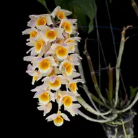 Orchid Rare Dendrobium Rosy Cluster Live PLant