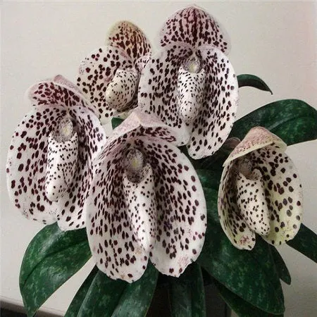 Paphiopedilum bellatulum-BS (Paphiopedilum)