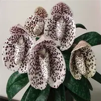 Paph. bellatulum-BS