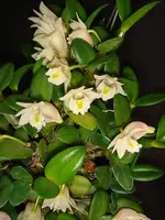 Dendrobium pachyphyllum – Mounted Miniature Species Orchid