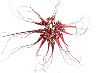 Bulbophyllum gracillimum
