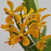 Mokara Orchid Tosman Orange - Mature Big Top Cutting - Ready To Flower