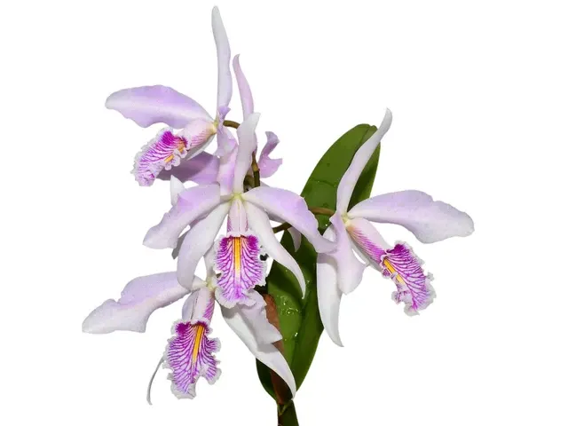 Cattleya maxima f alba x f semialba 'Paloma'