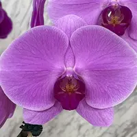 Phalaenopsis Ming Hsing Harmony 2.5"