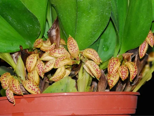 Zootrophion endresianum (Zootrophion)