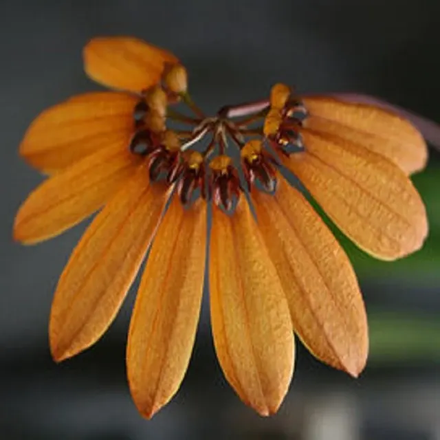 Bulbophyllum mastersianum sp
