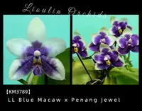 KM3789 Phalaenopsis (LL Blue Macaw x Penang Jewel) - Seed Grown